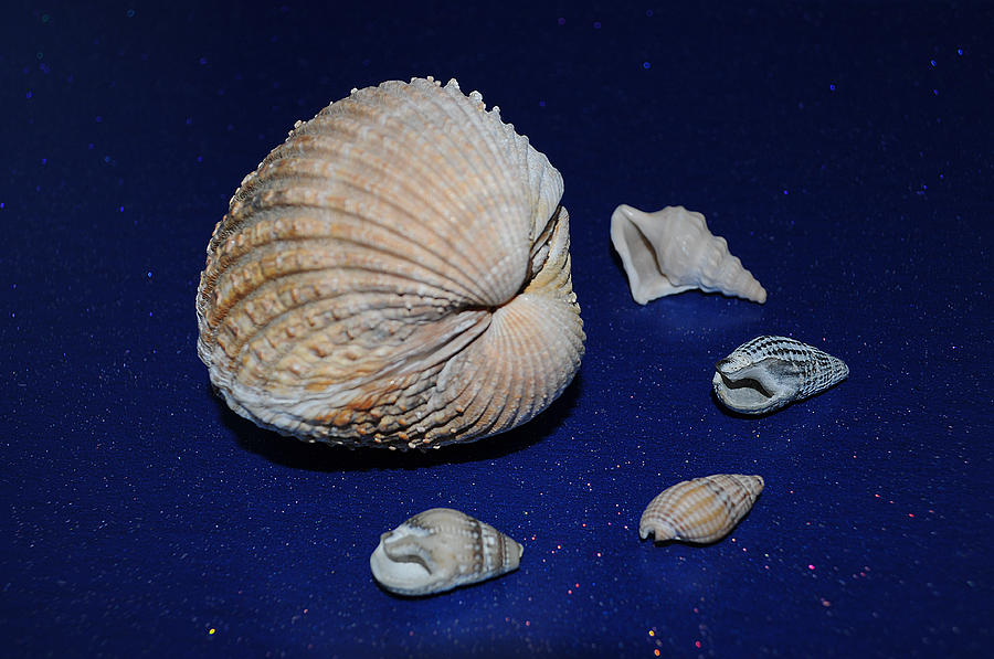 Sea Shells Photograph by Chris Day