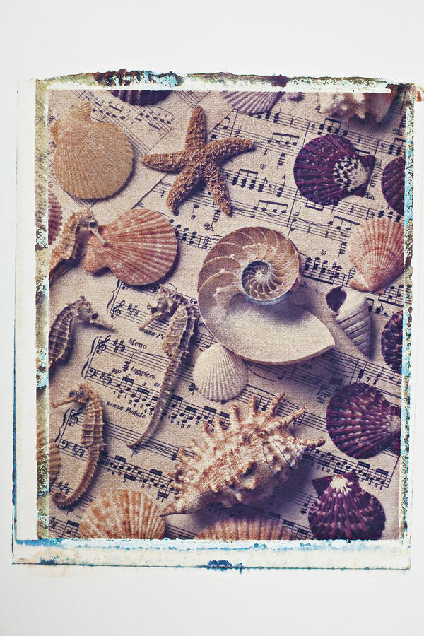 Seahorse Photograph - Sea shells on sheet music by Garry Gay