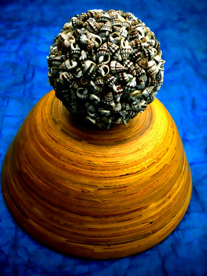 Sea Shells Rest Photograph by Colette V Hera Guggenheim
