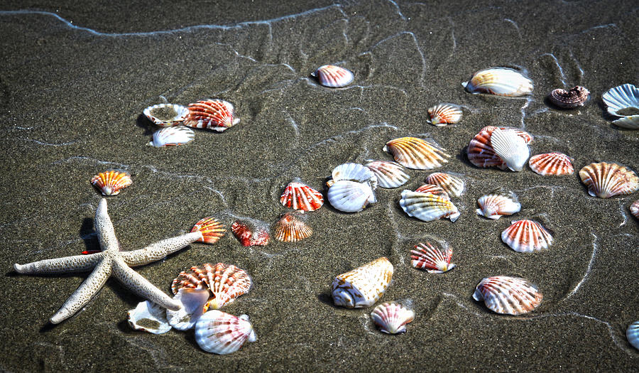 Sea Shells Photograph by Steve McKinzie