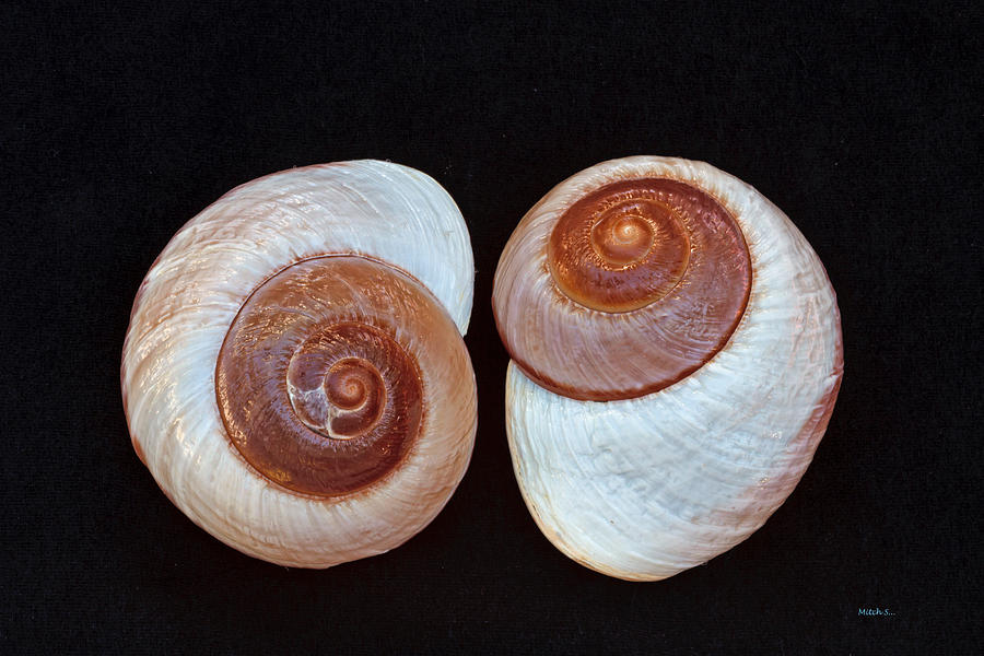 Shell Photograph - Sea Snail by Mitch Shindelbower