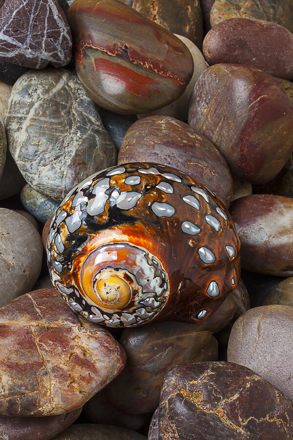Sea snail shell Photograph by Garry Gay - Fine Art America