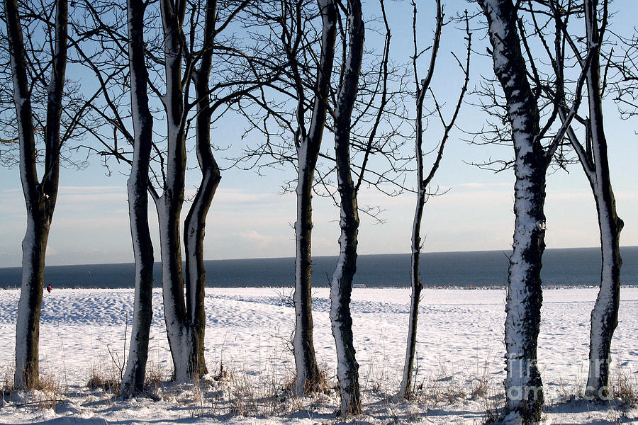 Sea-Snow-Trees Photograph by Merice Ewart