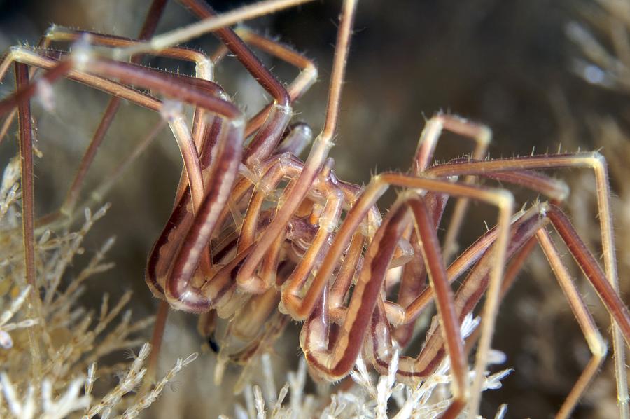 Nature Photograph - Sea Spiders Mating by Alexander Semenov