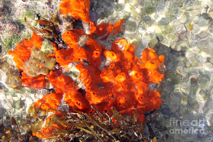 Sea Sponges - Orange Photograph by Pamela Walrath