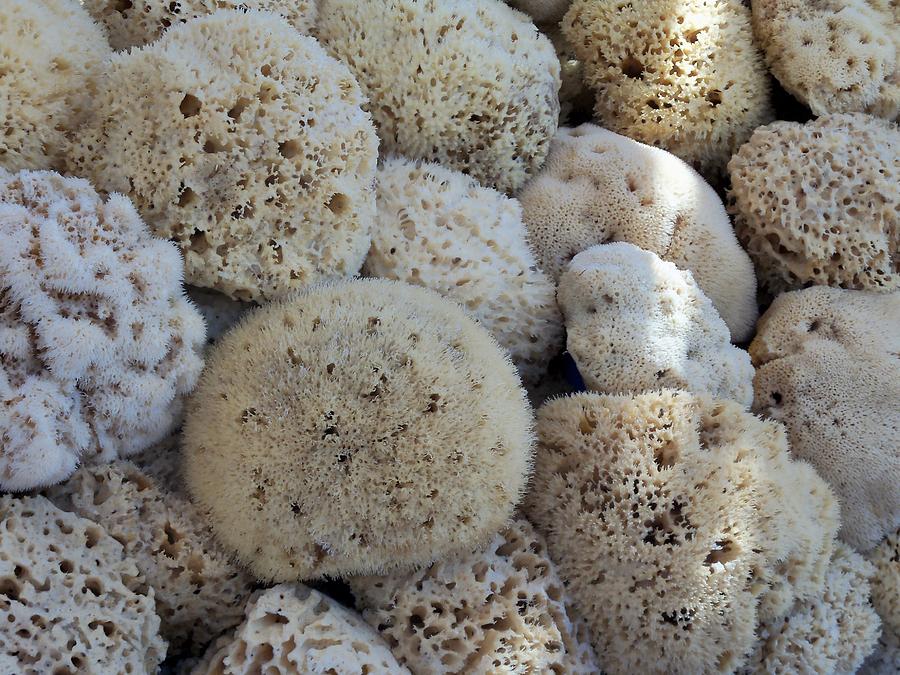 Sea Sponges Photograph by Sandy Collier