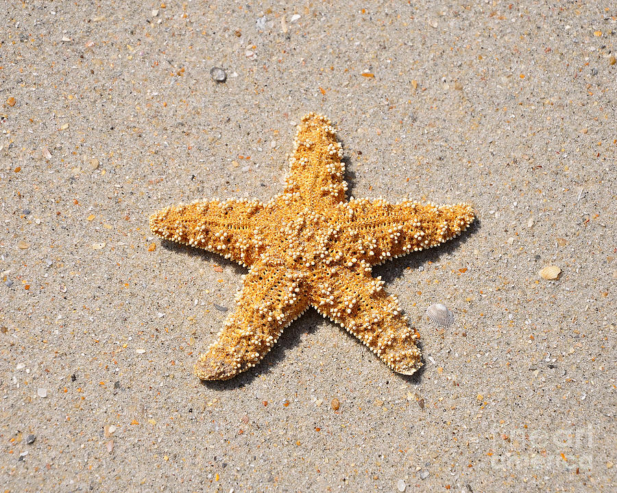 Sea Star Photograph by Al Powell Photography USA
