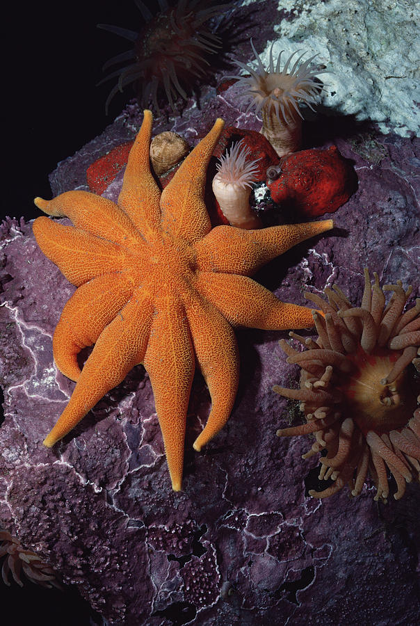 Sea Star Anemones And Coralline Algae Photograph by Flip Nicklin