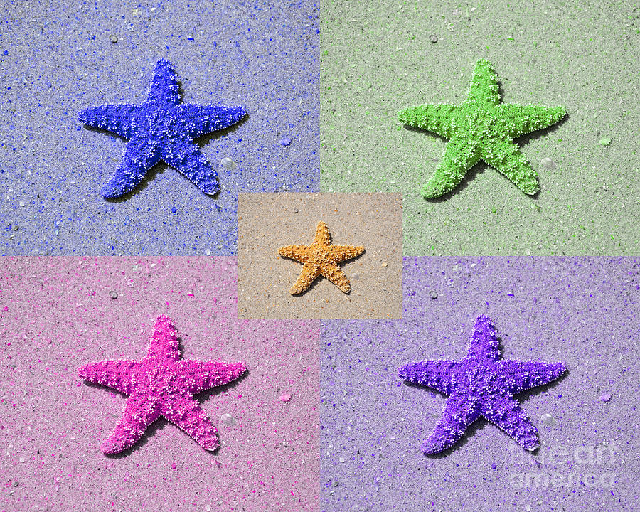 Starfish Photograph - Sea Star Serigraph - 5 Stars by Al Powell Photography USA