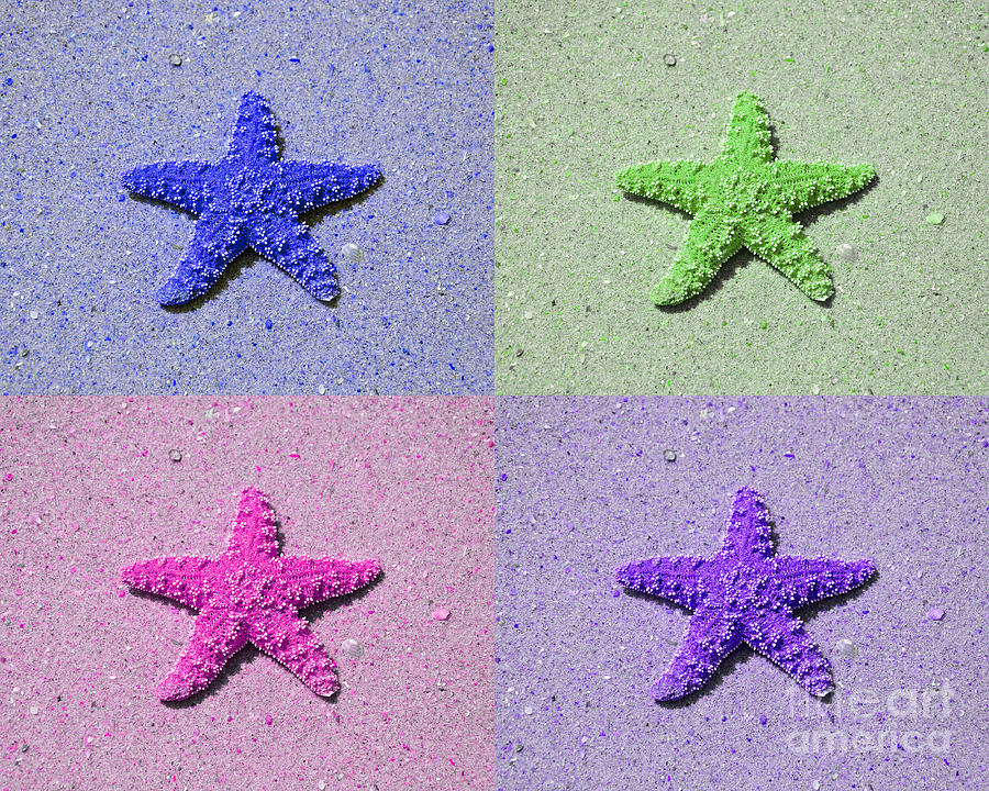 Sea Star Serigraph - 4 Stars Photograph by Al Powell Photography USA