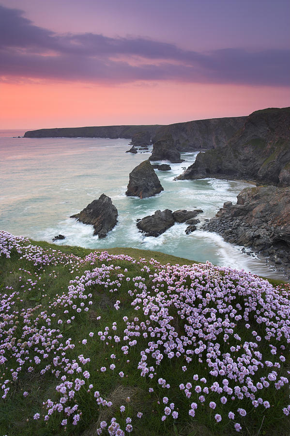 Sea Thrift (armeria Maritima) On Clifftop, Evening, Bedruthan Steps ...