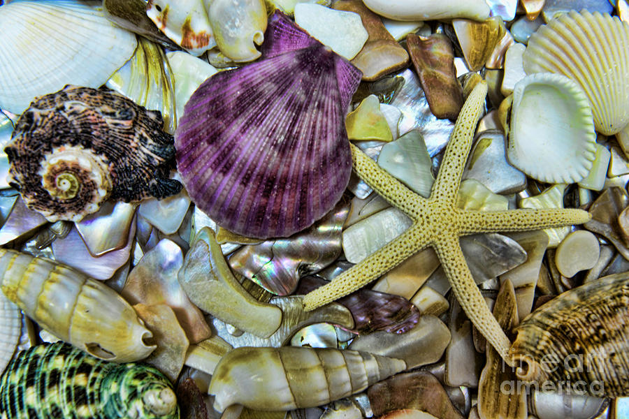 Shell Photograph - Sea Treasure - landscape by Paul Ward