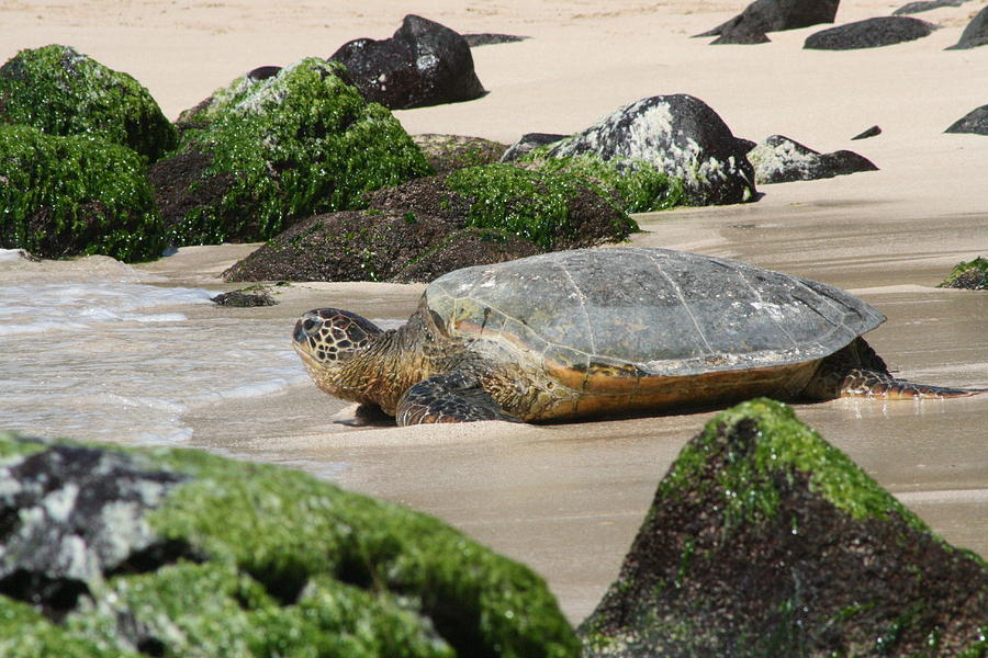 Sea Turtle 1 Photograph by Jennifer Bright Burr