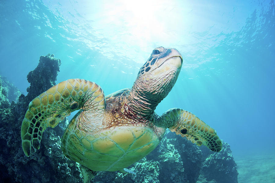 Sea Turtle And Coral Reef Photograph by Monica and Michael Sweet