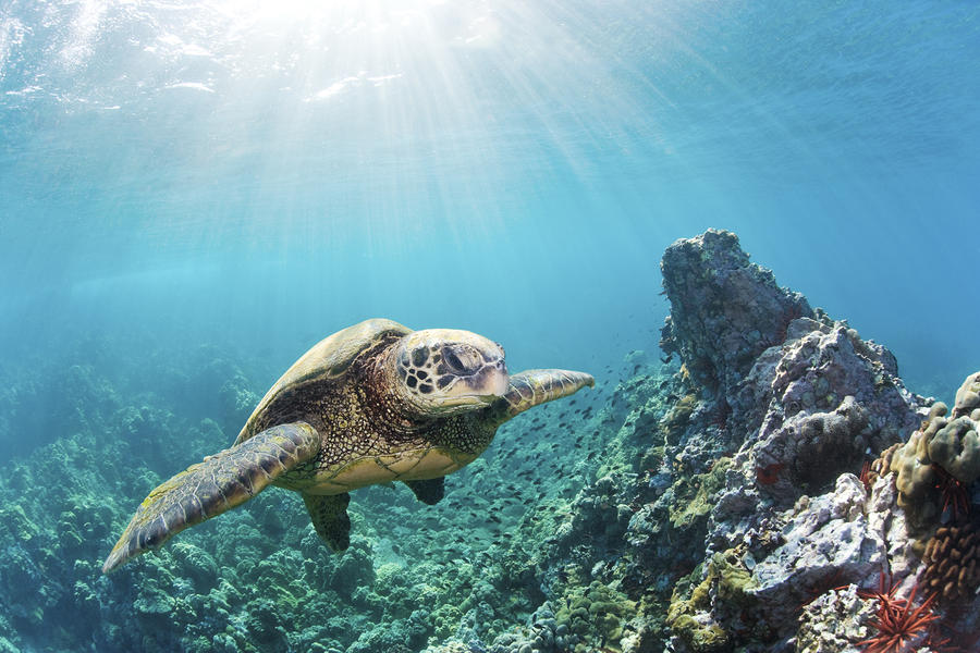 Sea Turtle At Maui Reef by Monica and Michael Sweet - Printscapes