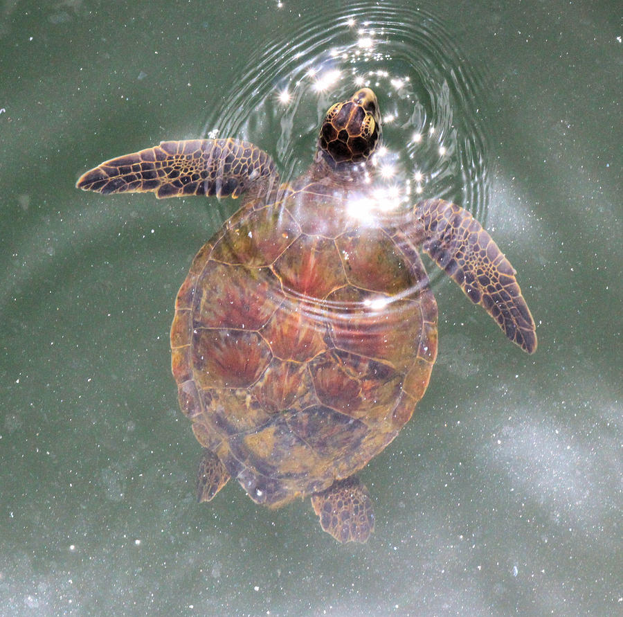 Sea Turtle Coming up for Breath Photograph by Suzie Banks