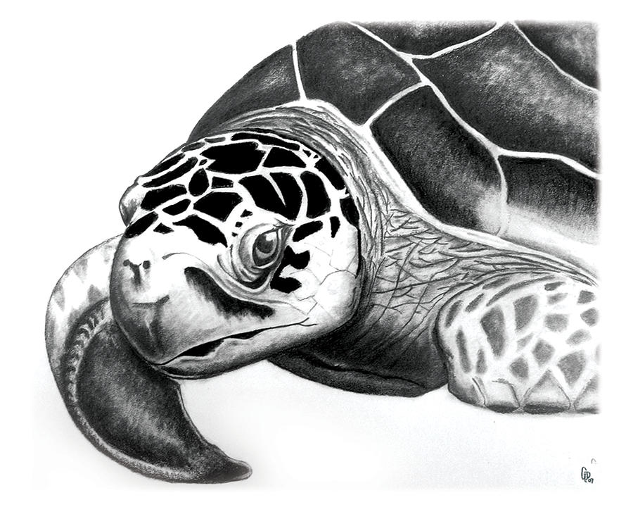 Sea Turtle Drawing by Greg DiNapoli