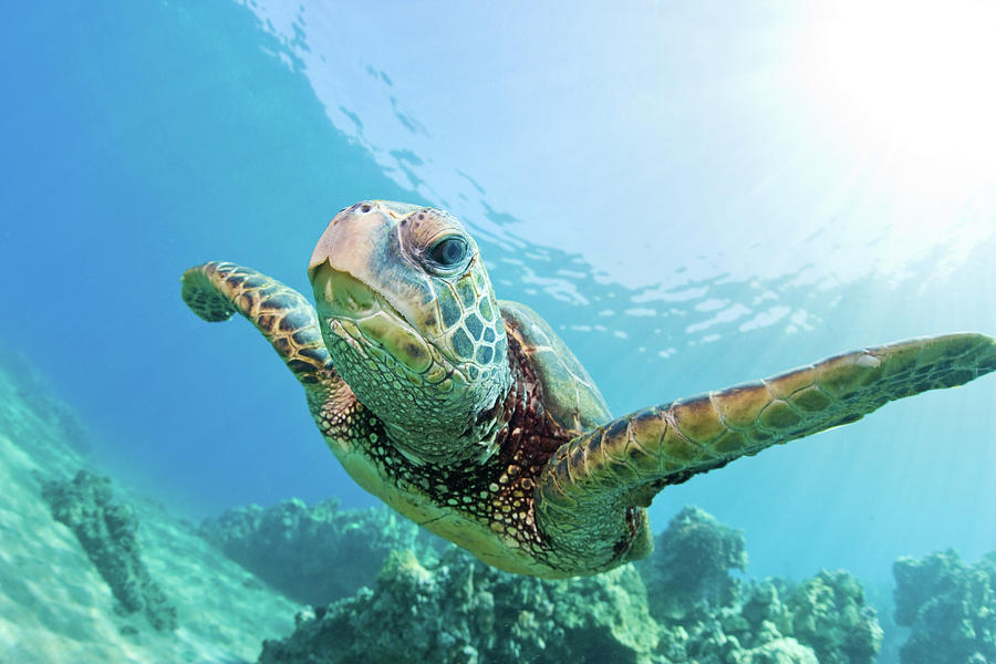 Sea Turtle, Hawaii by M.M. Sweet