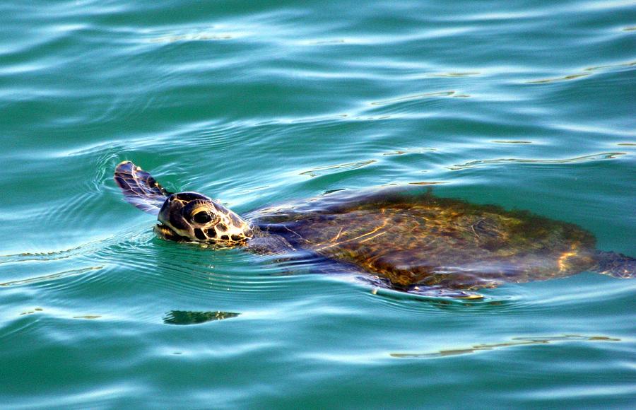 Sea Turtle Photograph by Jeanne Andrews