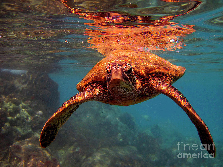 Sea Turtle Reflections Photograph by Bette Phelan