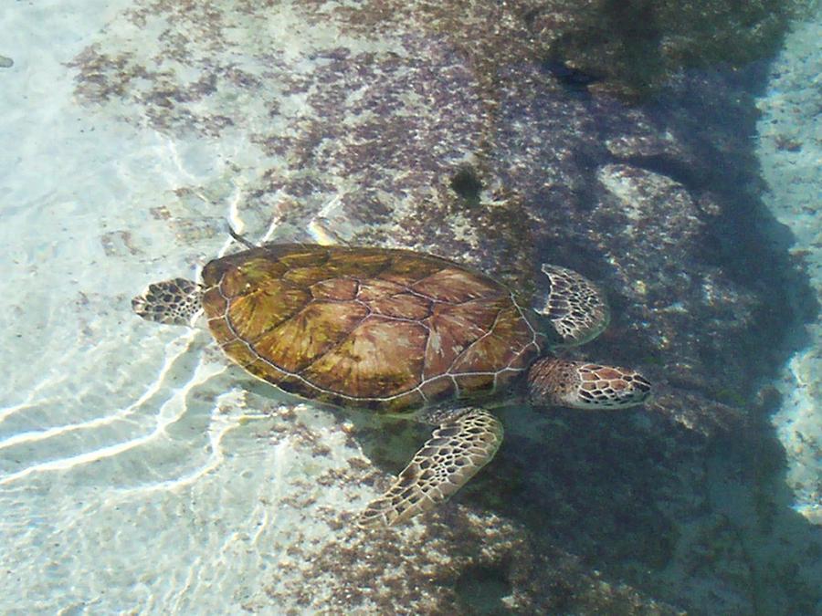 Sea Turtle Photograph by Stace and Michelle Burt and Rocheleau - Fine ...