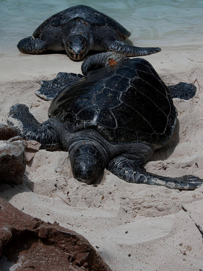 Sea Turtles Photograph by Karen Harrison Brown