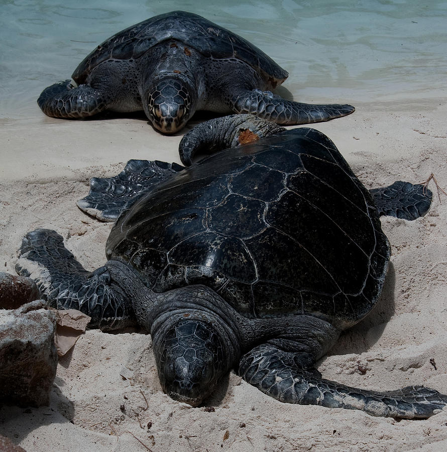 Sea Turtles2 Photograph by Karen Harrison Brown