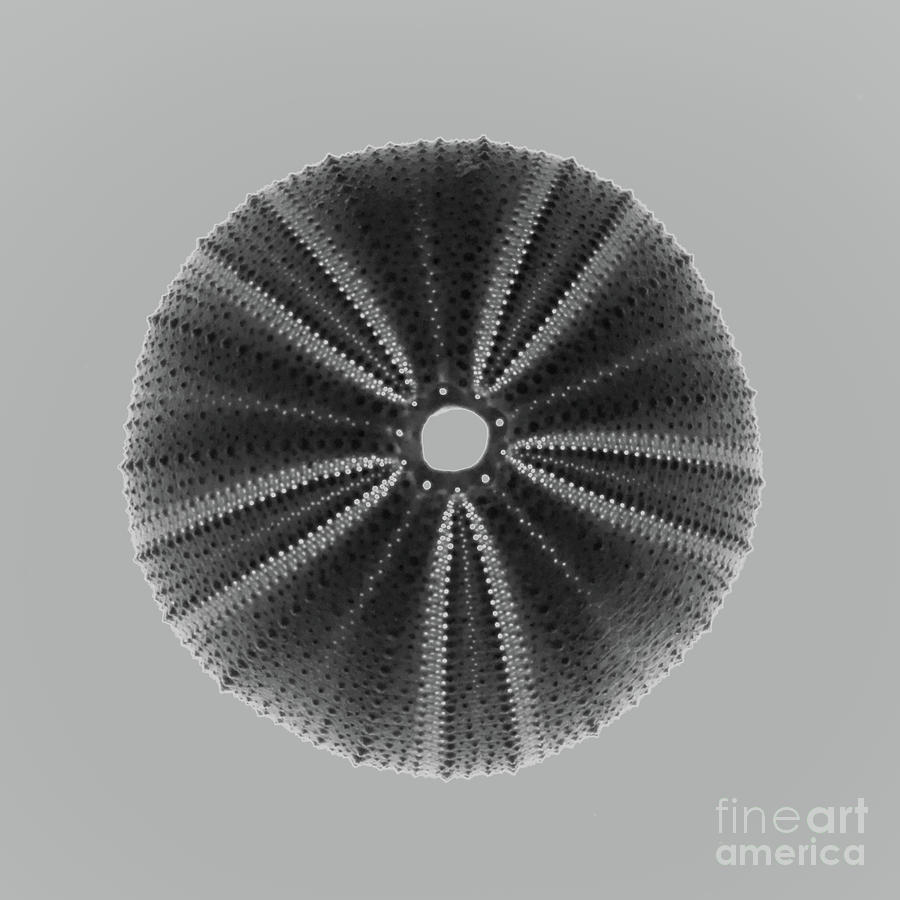 Sea Urchin 1 Photograph by Susan Cliett