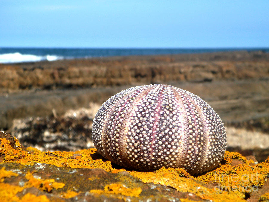 Sea Urchin Dunbar Photograph by Yvonne Johnstone