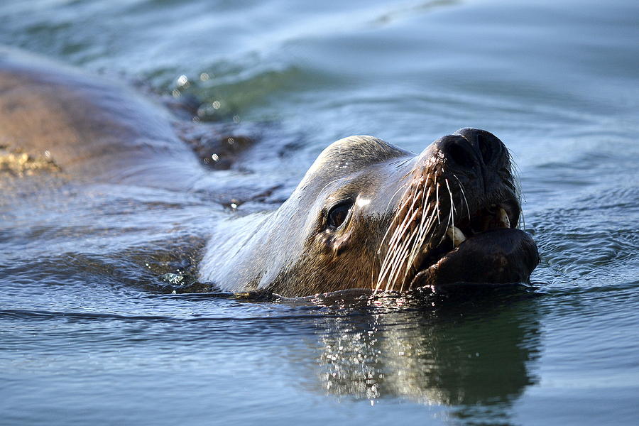 Sea Wolf Photograph by Fraida Gutovich - Fine Art America