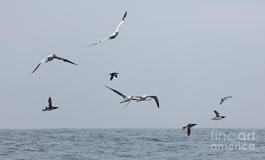 Bird Photograph - Seabirds in Flight by Louise Heusinkveld