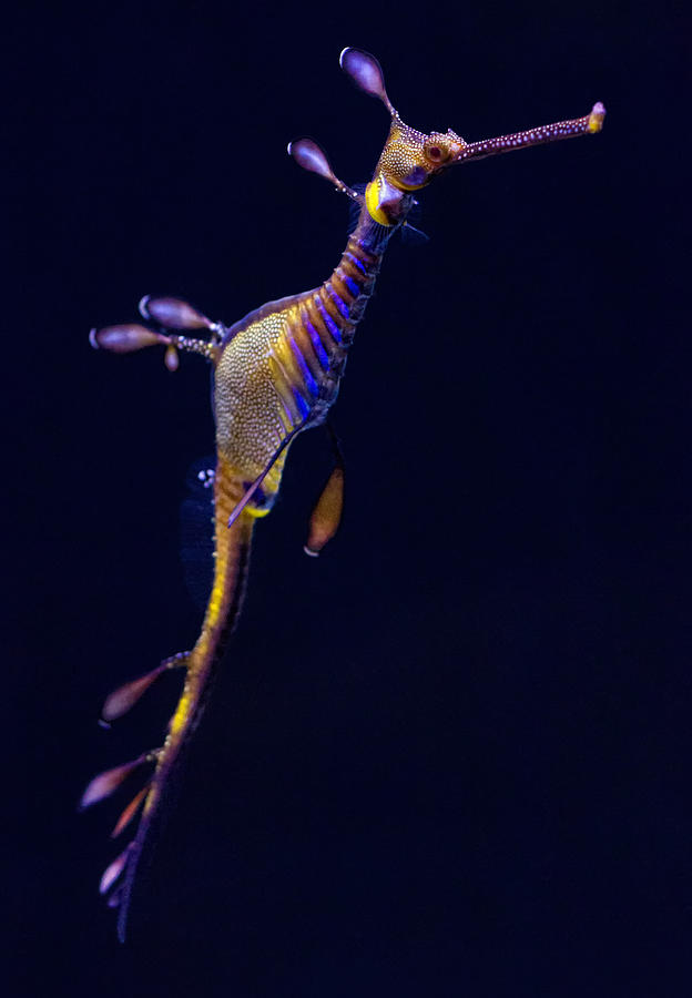 Fish Photograph - Seadragon  by Donna Pagakis