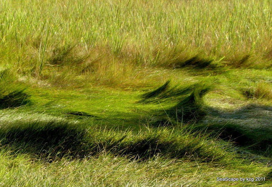 Seagrass In The Wind Photograph by Kim Galluzzo Wozniak | Fine Art America