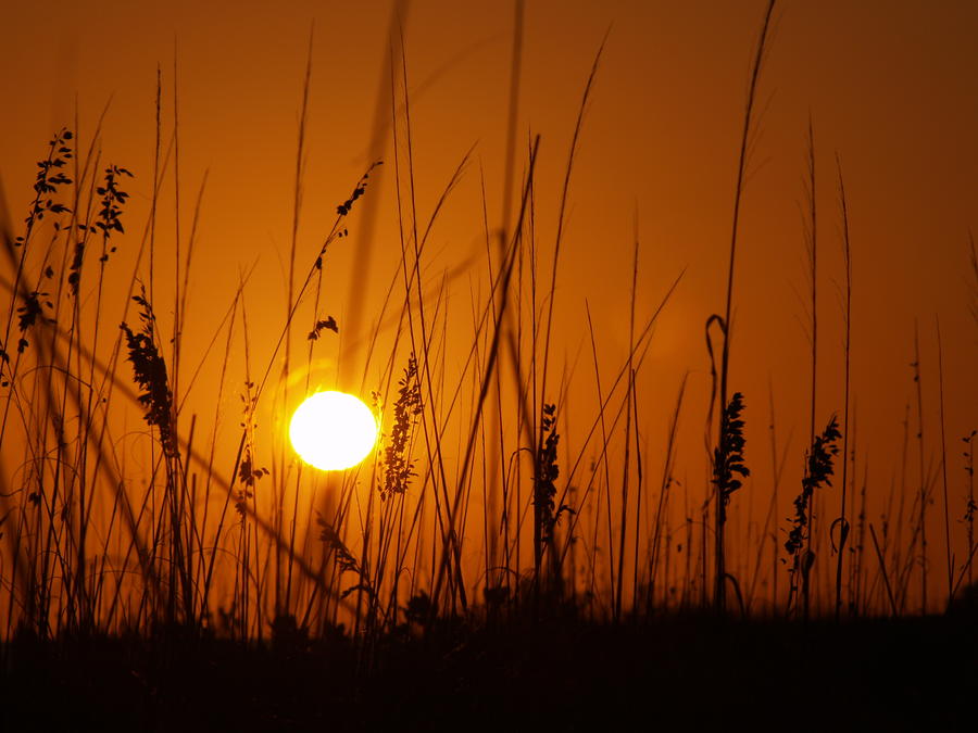 Sunset Photograph - Seagrass Sunset Silhouette by Richard Mansfield