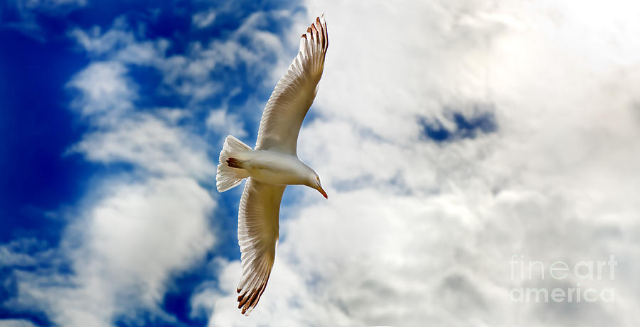 Seagul gliding in flight Photograph by Simon Bratt