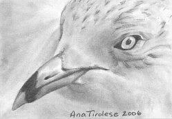 Seagull - ACEO Drawing by Ana Tirolese
