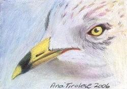 Seagull 2 - ACEO Drawing by Ana Tirolese
