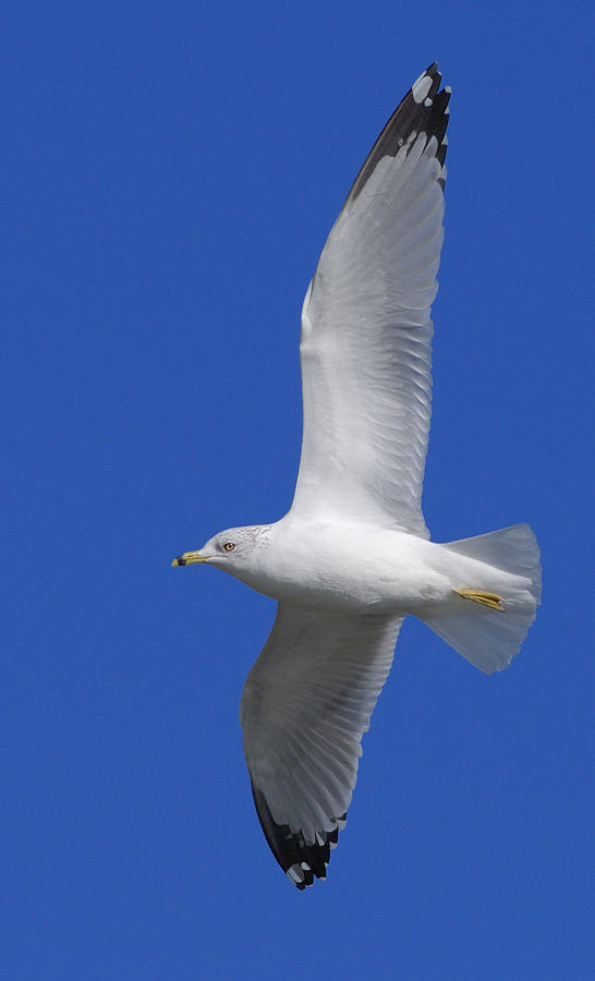 Seagull 3 Photograph by Janice Adomeit