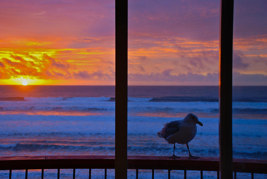 Sunset Photograph - Seagull and Sunset by Eric Tressler