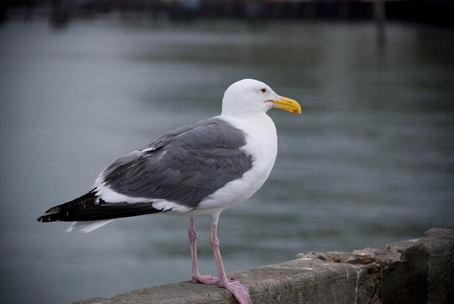 Seagull Photograph by Anthony Citro