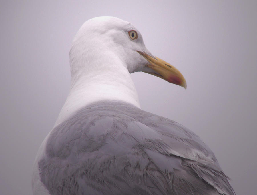 Seagull Anticipating Photograph by Nancy Griswold
