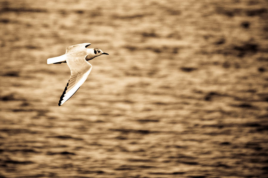 Seagull Antiqued Photograph by Michelle Joseph-Long