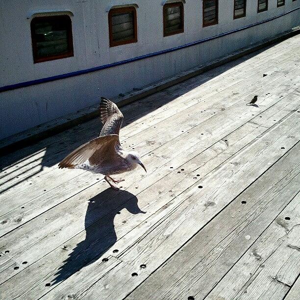 Seagull At Aker Brygge Photograph by YL Tan