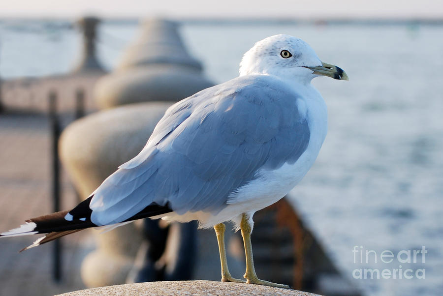 Seagull at Lake Erie  Photograph by Lila Fisher-Wenzel