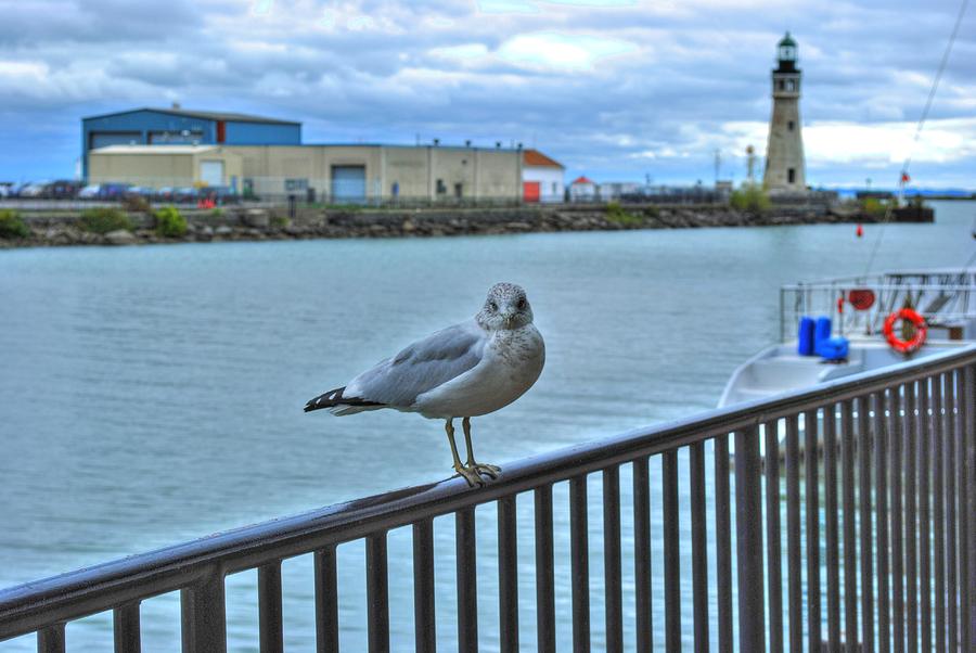 Seagull at Lighthouse Photograph by Michael Frank Jr