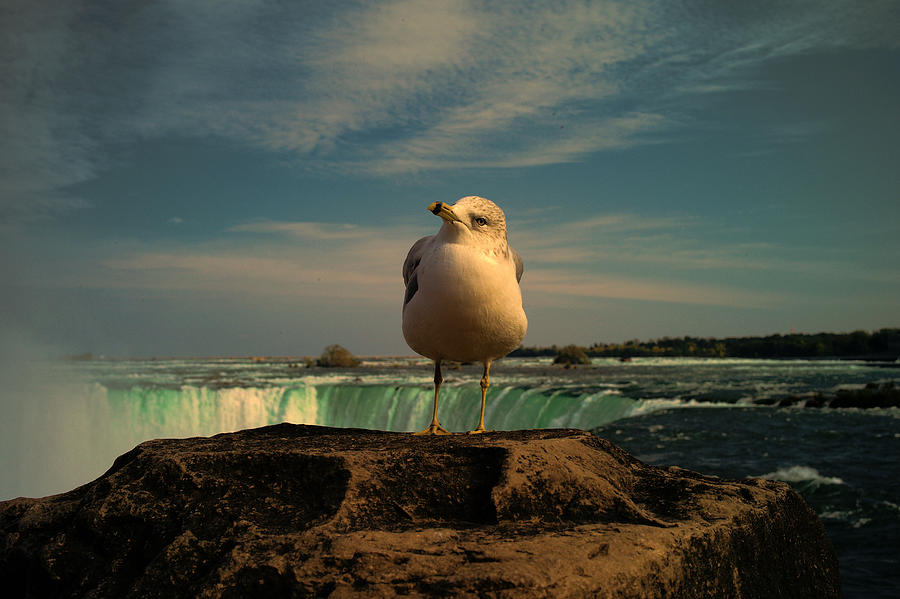Seagull At Niagara Falls Photograph by Lawrence Christopher