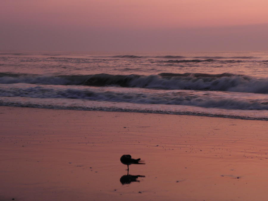 Seagull at Sunrise Photograph by Kim Galluzzo