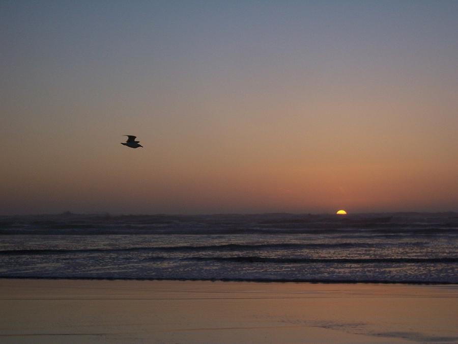 Seagull at Sunset Photograph by Peter Mooyman