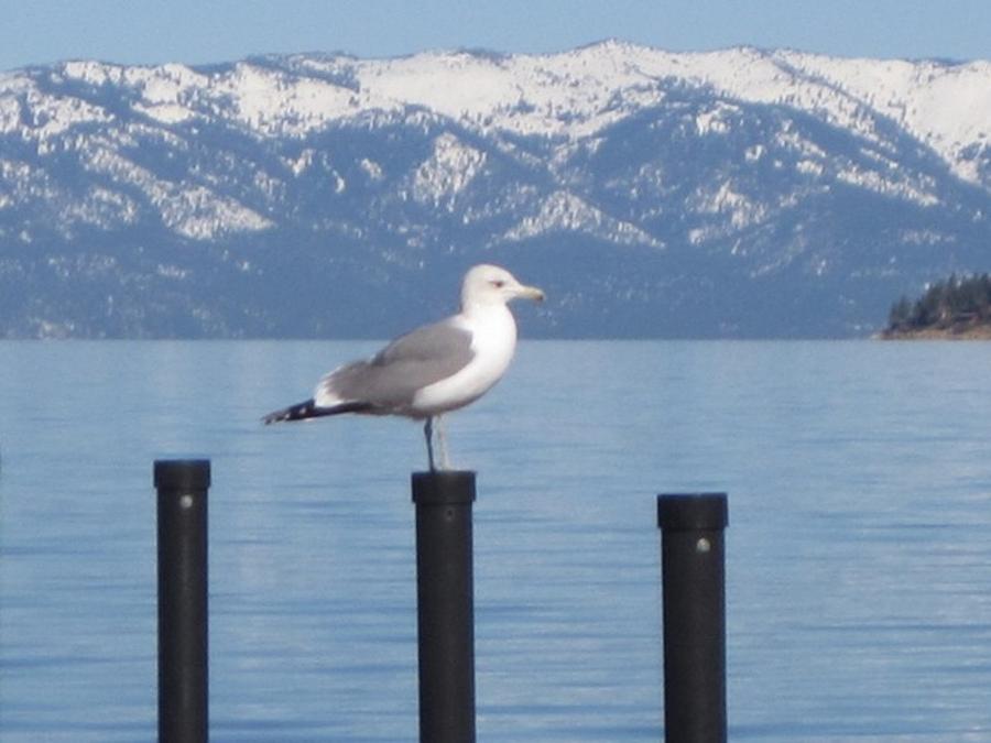 Bird Photograph - Seagull at Tahoe by Elma Eleanor Elorde