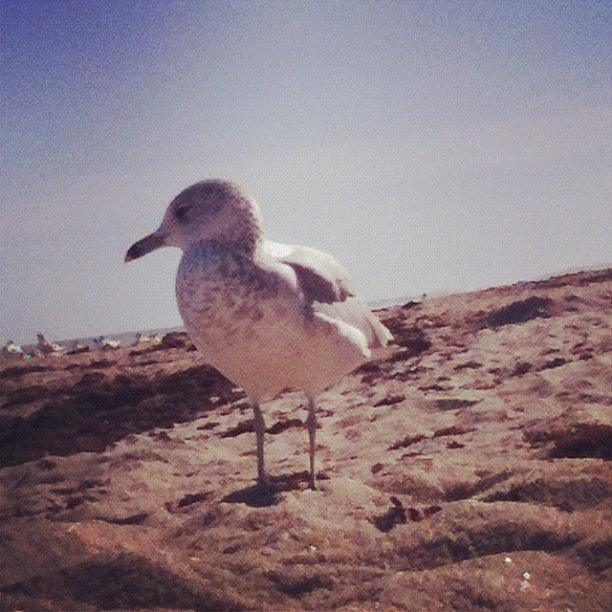 Up Close And Personal Photograph - Seagull at the beach by Katie Farmer